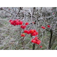 Огонь и лёд