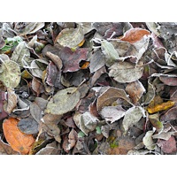 Осенние листья