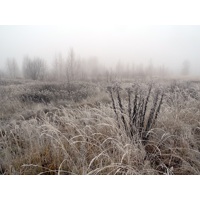 Мороз и туман