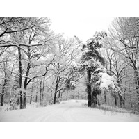 Лес в снегу