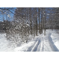 Кто-то развесил вату на кусту